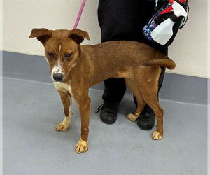 Labrador Retriever-Unknown Mix Dogs for adoption in Louisville, KY, USA