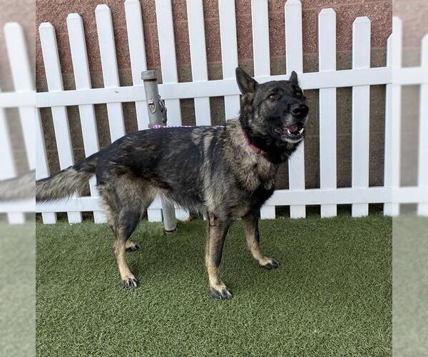 Medium Photo #1 German Shepherd Dog-Unknown Mix Puppy For Sale in Modesto, CA, USA