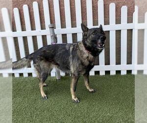 German Shepherd Dog-Unknown Mix Dogs for adoption in Modesto, CA, USA