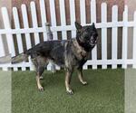Small German Shepherd Dog Mix