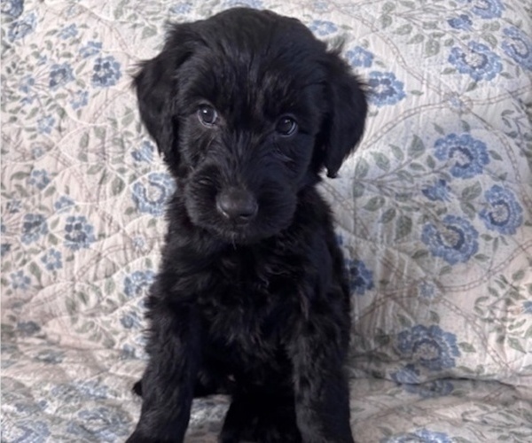 Medium Photo #4 Schnoodle (Giant) Puppy For Sale in ANDERSON, CA, USA