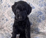 Small Photo #23 Schnoodle (Giant) Puppy For Sale in ANDERSON, CA, USA