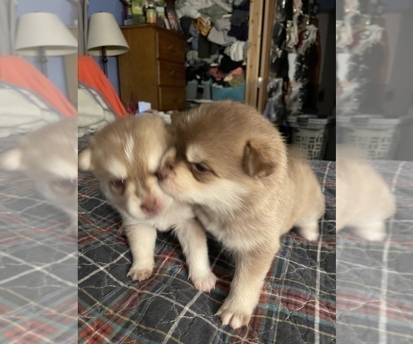 Medium Photo #3 Pomsky Puppy For Sale in NORWICH, NY, USA