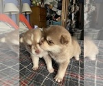 Small #2 Pomsky