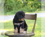 Small Photo #24 Bernedoodle Puppy For Sale in FREDERICKSBURG, OH, USA