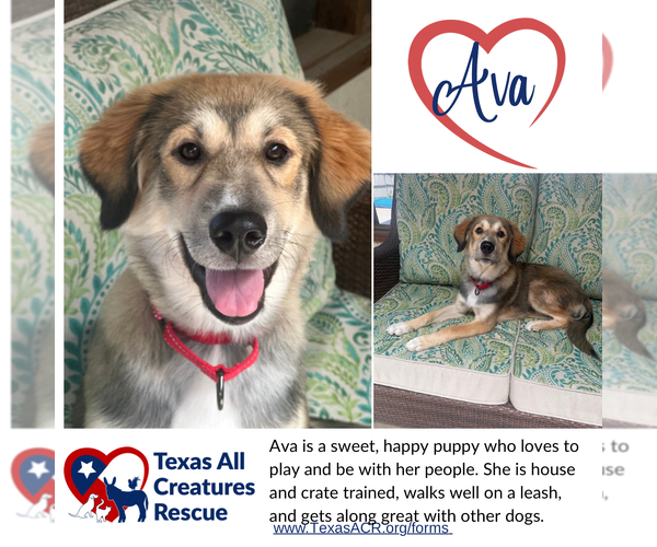Medium Photo #1 Mutt Puppy For Sale in Lillian, TX, USA