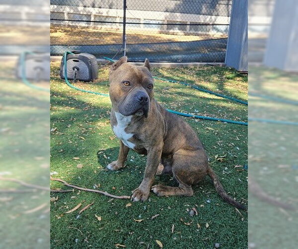 Medium Photo #1 Mutt Puppy For Sale in Fremont, CA, USA