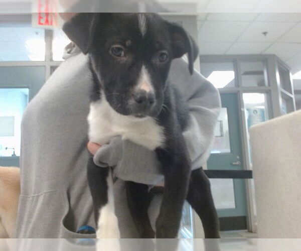 Medium Photo #1 Anatolian Shepherd-Unknown Mix Puppy For Sale in Oklahoma City, OK, USA
