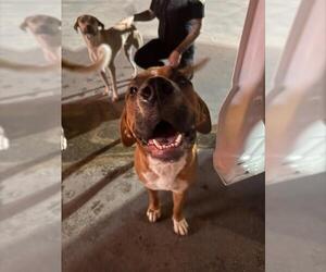 Mutt Dogs for adoption in San Antonio, TX, USA
