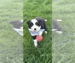 Small #4 Australian Shepherd