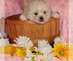 Small #3 Pekingese-Poodle (Toy) Mix