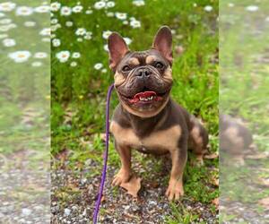 Father of the French Bulldog puppies born on 05/08/2026