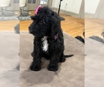 Small Photo #26 Saint Berdoodle Puppy For Sale in DINWIDDIE, VA, USA