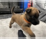 Small Photo #106 Belgian Malinois Puppy For Sale in REESEVILLE, WI, USA