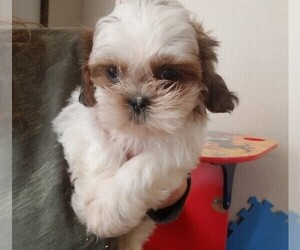 Shih Tzu Puppy for sale in CALHOUN, GA, USA