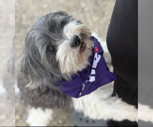 Medium Photo #2 Shih Apso Puppy For Sale in Oakhurst, NJ, USA
