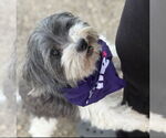 Small #1 Shih Apso