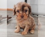 Small Photo #15 Cavapoo Puppy For Sale in CARLISLE, KY, USA