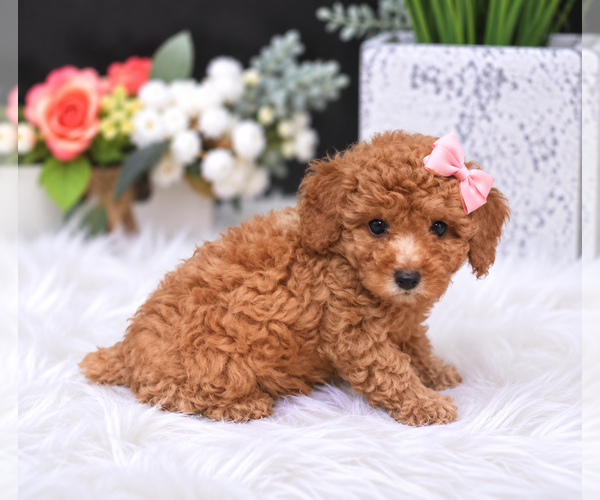 Medium Photo #13 Poodle (Miniature) Puppy For Sale in FISHER ISLAND, FL, USA