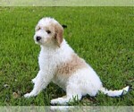 Small Photo #3 Goldendoodle Puppy For Sale in BRANDON, FL, USA