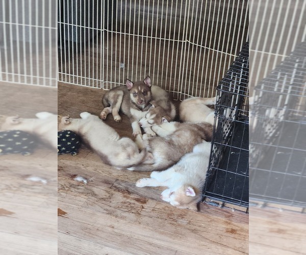 Medium Photo #17 Australian Shepherd-Siberian Husky Mix Puppy For Sale in ATTICA, NY, USA