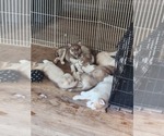 Small #16 Australian Shepherd-Siberian Husky Mix