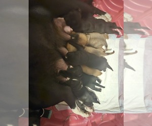 American Bully-Pit Puppy for sale in BREMERTON, WA, USA
