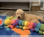 Small Photo #9 Golden Retriever Puppy For Sale in WILM, NC, USA