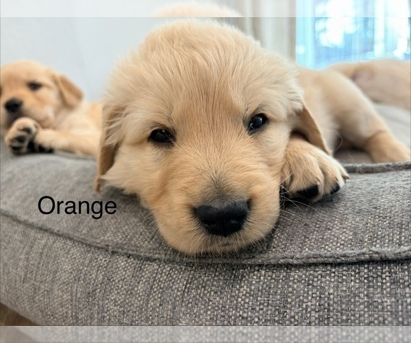 Medium Photo #29 Golden Retriever Puppy For Sale in PHOENIX, AZ, USA