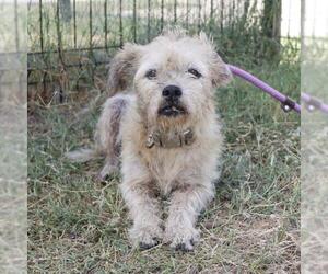 Mutt Dogs for adoption in San Antonio, TX, USA