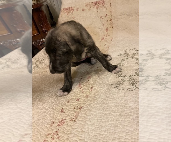Medium Photo #3 Irish Wolfhound Puppy For Sale in BERESFORD, SD, USA