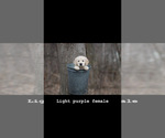 Small Photo #1 Golden Retriever Puppy For Sale in BRISTOL, VT, USA