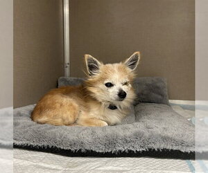 Chihuahua-Unknown Mix Dogs for adoption in Pasadena, TX, USA