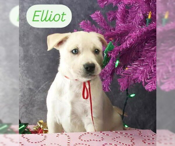 Medium Photo #5 Mutt Puppy For Sale in San Diego, CA, USA