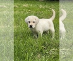 Small Photo #2 Labrador Retriever Puppy For Sale in BEECH GROVE, IN, USA