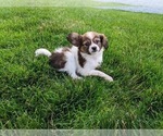 Small Photo #2 Papillon Puppy For Sale in FREDERICKSBURG, OH, USA
