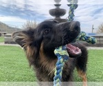 Small #33 German Shepherd Dog