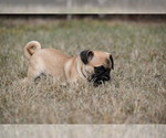 Small #1 Pug