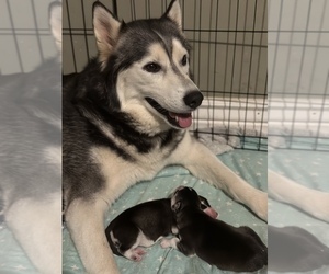 Mother of the Pomsky puppies born on 10/23/2022