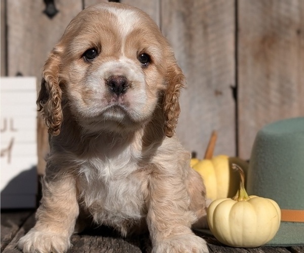 Medium Photo #4 Cocker Spaniel Puppy For Sale in GOSHEN, IN, USA