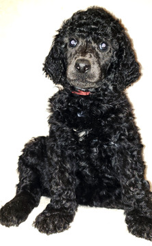Medium Photo #1 Poodle (Standard) Puppy For Sale in RAMONA, CA, USA
