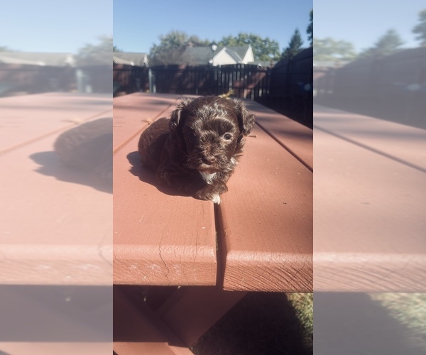 Medium Photo #1 YorkiePoo Puppy For Sale in VANCEBURG, KY, USA