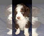 Small Photo #2 Aussie-Poo-Aussiedoodle Mix Puppy For Sale in ANNISTON, AL, USA