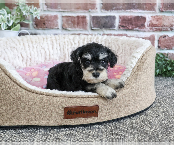 Medium Photo #3 Schnauzer (Miniature) Puppy For Sale in SYRACUSE, IN, USA