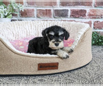 Small #2 Schnauzer (Miniature)