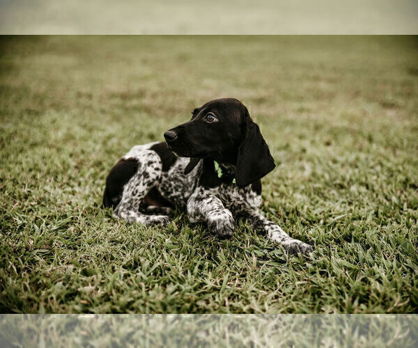 Medium Photo #4 German Shorthaired Pointer Puppy For Sale in GAINESVILLE, GA, USA