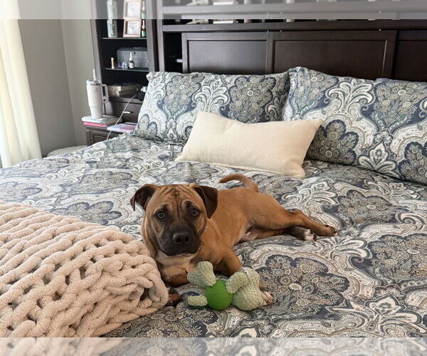 Medium Photo #2 American Pit Bull Terrier-Basset Hound Mix Puppy For Sale in Ball Ground, GA, USA