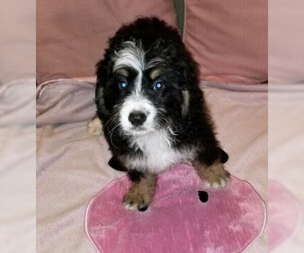 Medium Photo #1 Miniature Bernedoodle Puppy For Sale in BELLVILLE, OH, USA