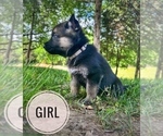 Small Photo #6 German Shepherd Dog Puppy For Sale in CHARLESTOWN, IN, USA