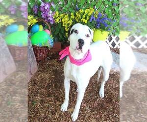 American Pit Bull Terrier-Unknown Mix Dogs for adoption in Oklahoma City, OK, USA